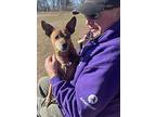 Minion, Miniature Pinscher For Adoption In Barre, Vermont