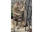 Benjamin, Willow Grove Pa (fcid# 03/22/2024-401), Domestic Shorthair For