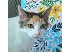 Violet, Calico For Adoption In Ozark, Alabama