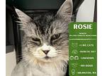 Rosie, Domestic Longhair For Adoption In Arlington, Washington