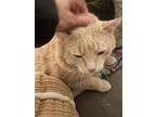 Caspian, Domestic Shorthair For Adoption In Park Falls, Wisconsin