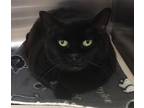 Sadie, Domestic Shorthair For Adoption In Arlington, Washington