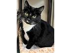 Gigi Bonnie, Domestic Shorthair For Adoption In Arlington, Washington