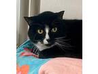 Charly, Domestic Shorthair For Adoption In Arlington, Washington