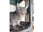 Louis, Domestic Shorthair For Adoption In Arlington, Washington