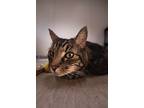 Arnie, Domestic Shorthair For Adoption In Arlington, Washington