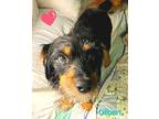 Gilbert, Dachshund For Adoption In Bensalem, Pennsylvania