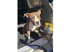 Tigger, American Pit Bull Terrier For Adoption In Syracuse, New York