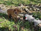 Jerry, Dachshund For Adoption In Gallatin, Tennessee