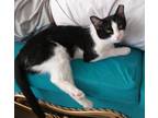 Sadaf, Domestic Shorthair For Adoption In Encinitas, California