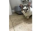 Nugget, Domestic Shorthair For Adoption In Island Lake, Illinois
