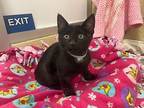 Alonzo, Domestic Shorthair For Adoption In Parlier, California