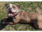 Rayna, American Pit Bull Terrier For Adoption In Boulder, Colorado