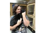 Petme, Domestic Shorthair For Adoption In Napa, California