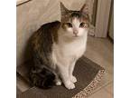 Penny, Calico For Adoption In Richardson, Texas
