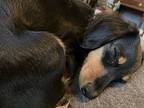 Lucy, Dachshund For Adoption In Troy, Virginia