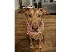 Mango, Labrador Retriever For Adoption In White Plains, New York