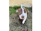 Floria, Terrier (unknown Type, Medium) For Adoption In Gainesville, Georgia