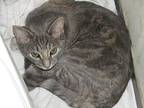 Holland, Domestic Shorthair For Adoption In Greenbelt, Maryland