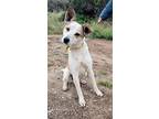 Bandit, Jack Russell Terrier For Adoption In San Diego, California