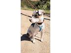 Oliva, Jack Russell Terrier For Adoption In San Diego, California