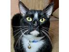 Clive, Domestic Shorthair For Adoption In Tiburon, California