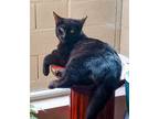 Ares Fain, Domestic Shorthair For Adoption In Chandler, Arizona