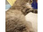 Bonnie, Norwegian Forest Cat For Adoption In Chapel Hill, North Carolina