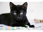 Binx, Domestic Shorthair For Adoption In Fort Worth, Texas