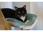 Penguin, Domestic Shorthair For Adoption In Fountain Hills, Arizona