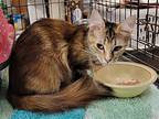 Marvel, Domestic Longhair For Adoption In Knoxville, Tennessee