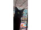 Gregory, American Shorthair For Adoption In Naples, Florida