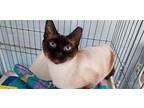 Little Foot, Siamese For Adoption In Naples, Florida