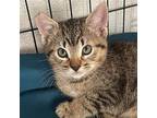 Pugsley, Domestic Shorthair For Adoption In Hollister, California