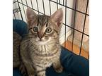 Wednesday, Domestic Shorthair For Adoption In Hollister, California