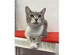Silvey, Domestic Shorthair For Adoption In Dunkirk, New York