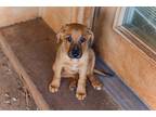 Clove, Labrador Retriever For Adoption In Warr Acres, Oklahoma