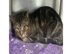 Tempo, Domestic Shorthair For Adoption In Thornhill, Ontario