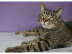 Loki, Domestic Shorthair For Adoption In Cornersville, Tennessee