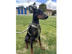 Kylo, Doberman Pinscher For Adoption In Fullerton, California