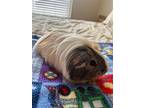 Pearl, Guinea Pig For Adoption In Aurora, Illinois