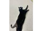 Tyson, Domestic Shorthair For Adoption In Orillia, Ontario