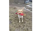 Gabe, Labrador Retriever For Adoption In Orillia, Ontario