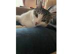 Cricket - Offered By Owner, Domestic Shorthair For Adoption In Hillsboro, Oregon