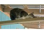 Bellamy, American Shorthair For Adoption In Lakeland, Florida