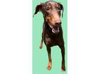 Pearlie, Doberman Pinscher For Adoption In Grand Prairie, Texas