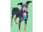 Medino, Doberman Pinscher For Adoption In Grand Prairie, Texas