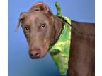 Joey, Doberman Pinscher For Adoption In Grand Prairie, Texas