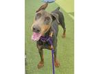 Stanley 3216, Doberman Pinscher For Adoption In Oakland Park, Florida