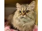 Cleo, Persian For Adoption In Irving, Texas